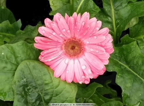 晚安心语2021最新收录23句