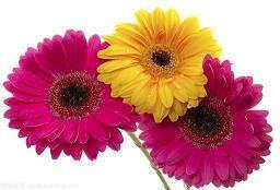 描写重阳节的祝福句子(精选89句)