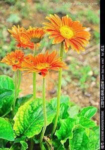 表示心碎的句子