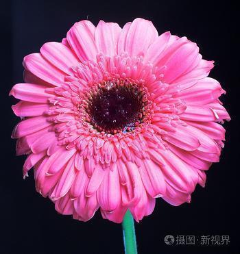 感恩教师付出的句子