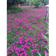 幽默的说早安 很幽默很皮的早安句子(精选84句)