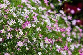 关于秋分节气唯美的句子短句(精选54句)