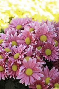 生活温柔的句子简短 热爱生活的优美句子(精选52句)