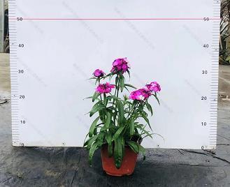 朋友圈晚安的唯美句子 晚上吸引朋友圈的句子推荐77句