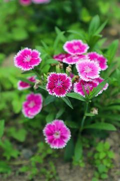 感谢师恩的唯美句子文案短句(精选27句)