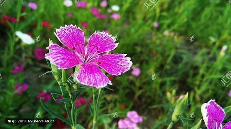 霜降朋友圈热门的文案句子(精选67句)