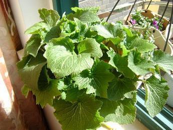 情侣甜到爆的告白语录47句