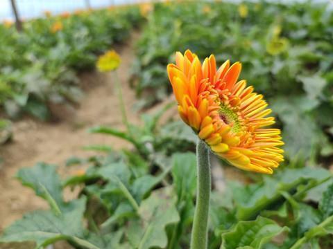 赞美老师的经典语录