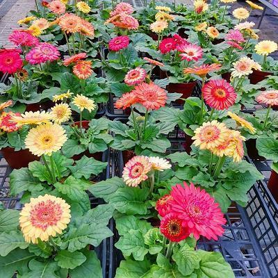 最撕心裂肺的难过句子