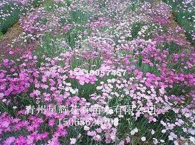 【推荐】2021年最火句子 说说简单气质一句话汇编82句