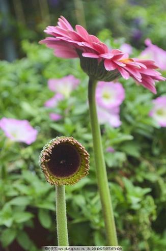 经典川菜广告语宣传语