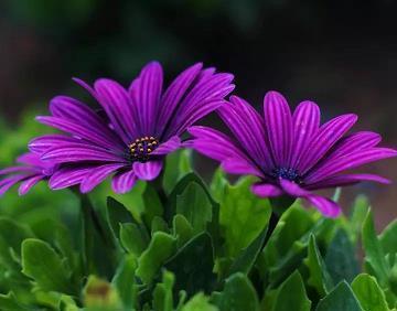 把男生撩到脸红的套路 土味情话大全撩男朋友