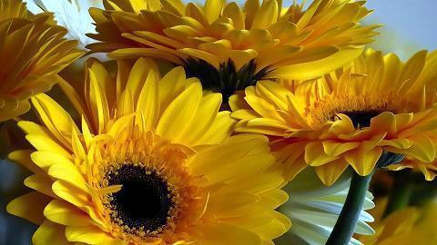 赞美顾客的话62句