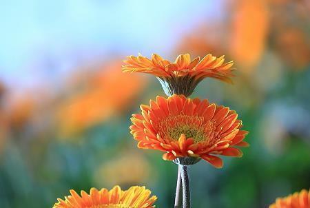 【精选】关于立夏文艺的句子汇编81句