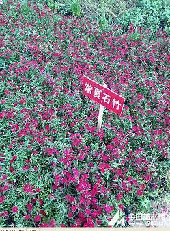 祝大家平安夜快乐说说