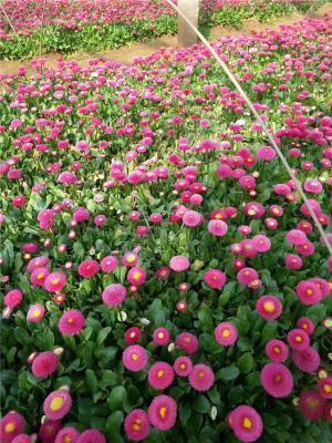 2022疫情解封后唯美句子 等疫情结束了适合发朋友圈