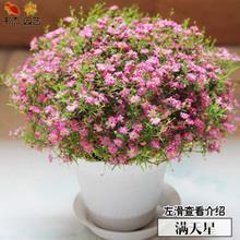 精神小伙顺口溜经典句子(精选34句)