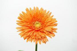 让父母照顾好自己的句子(精选33句)