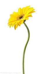 男朋友希望我开心的句子