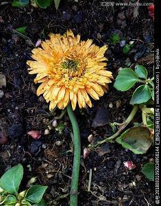 精致女人励志的句子