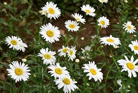 最美早安短句 每日晨语美句汇编37句