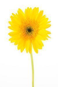 怀念家乡的经典句子