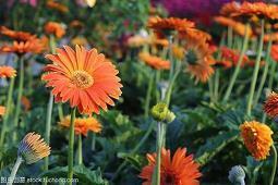 早上朋友圈正能量句子带给我们什么心情汇总80句