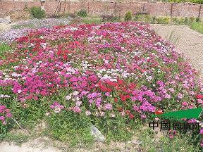 八个字霸气古风句子55句