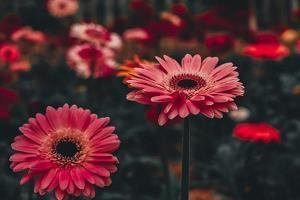 描写下雪的句子 下雪的唯美短句