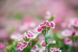 2021今日夏至心情说说67句