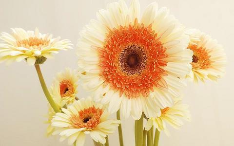 违心话的伤感句子