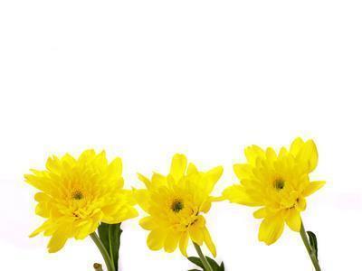 描写赞美菊花的诗句手抄报古诗大全