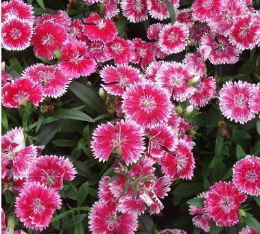 浪漫的爱情句子 忠于爱情一生的句子(精选16句)