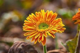 鼓励孩子们努力上进的句子(精选57句)