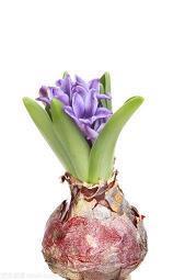 描写母爱的句子