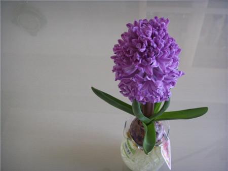 诗经祝福爱情的句子