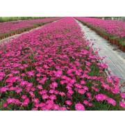 晚安发朋友圈正能量一句话合集38句