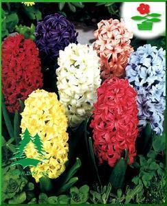 春节快乐微信朋友圈2021温暖祝福句子80句