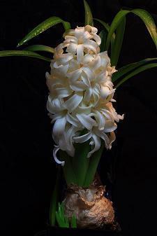 时光流逝的唯美短句子