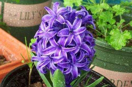 2021腊八节快乐朋友圈文案