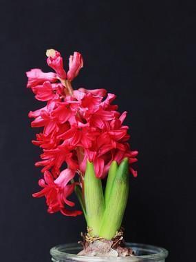 有关感恩的名言和句子 有关感恩的句子(精选38句)