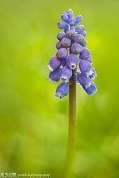 关于春节的好句