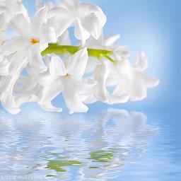 描写花开时开心的句子