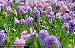 恭喜结婚的唯美句子 关于结婚祝福语的句子