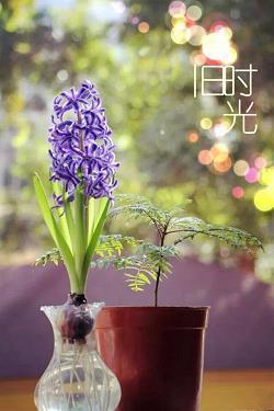 唯美伤感长句子61句