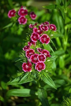 外面又下雨心烦的句子