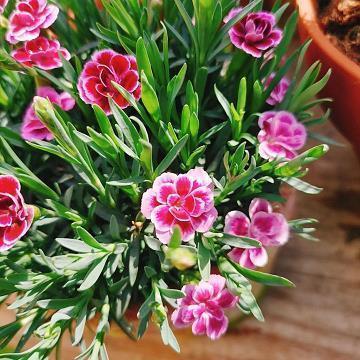 清晨早安第一缕阳光早安系文案汇编58句