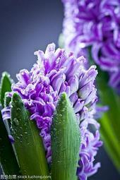 2021年谷雨时节优美寄语