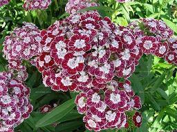 2021年520情侣表白句子合集59句