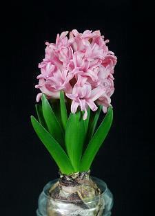 泰戈尔经典唯美句子